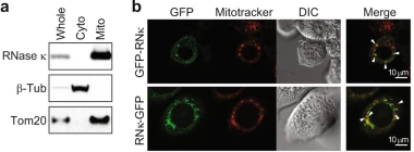 pirna.png