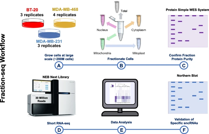 rrna_cell_type.webp
